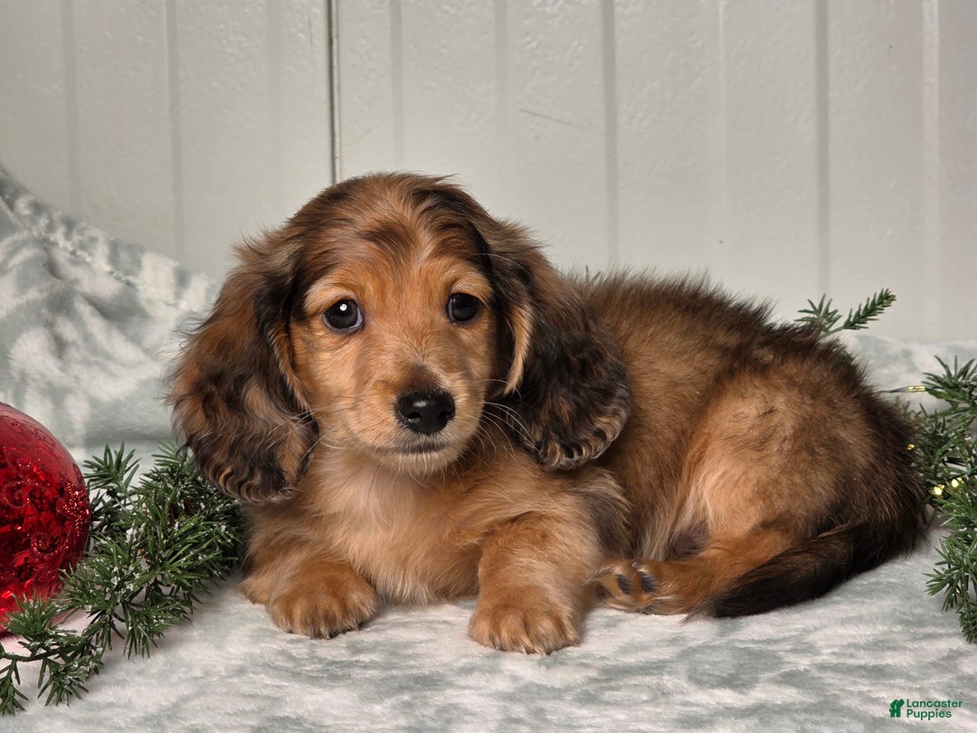Miniature Dachshund dogs for sale: Shane - Ad 3