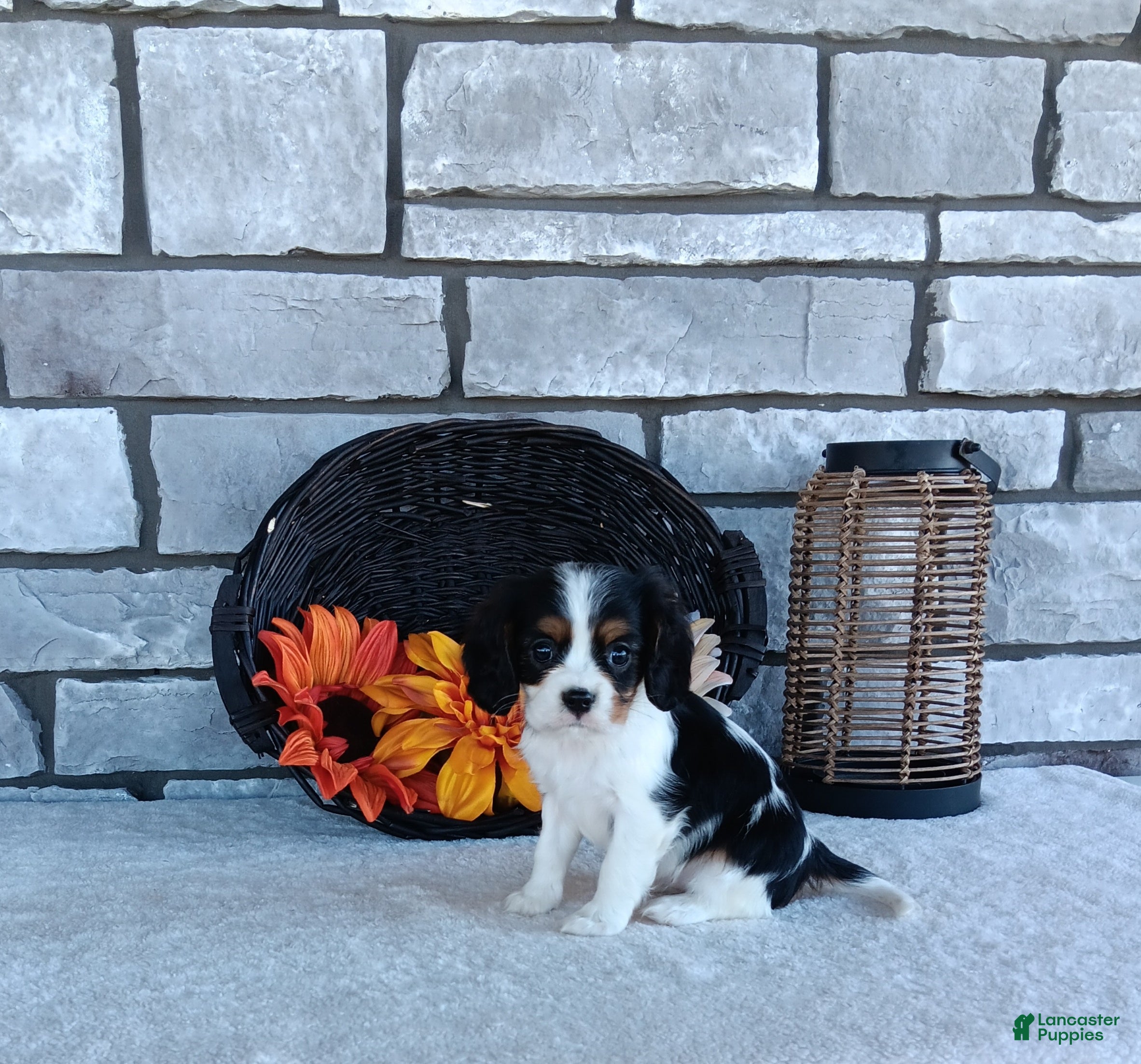 Cavalier King Charles Spaniel dogs for sale: Oreo - Ad 2