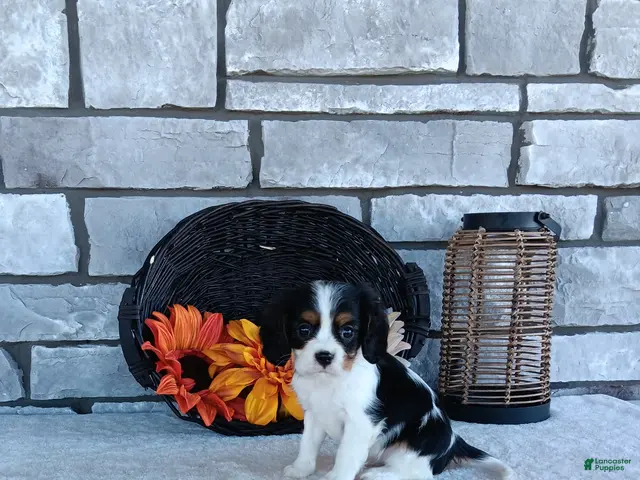 Cavalier King Charles Spaniel dogs for sale: Oreo - Ad 2