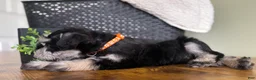 Miniature Schnauzer dogs for sale: Duke - Ad 8