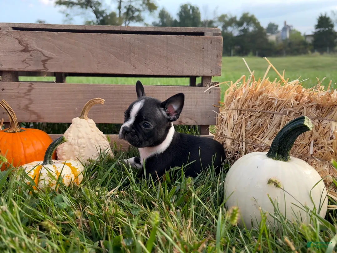 Boston Terrier dogs for sale: Denim  - Ad 2