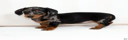 Miniature Dachshund dogs for sale: Maddie - Ad 7