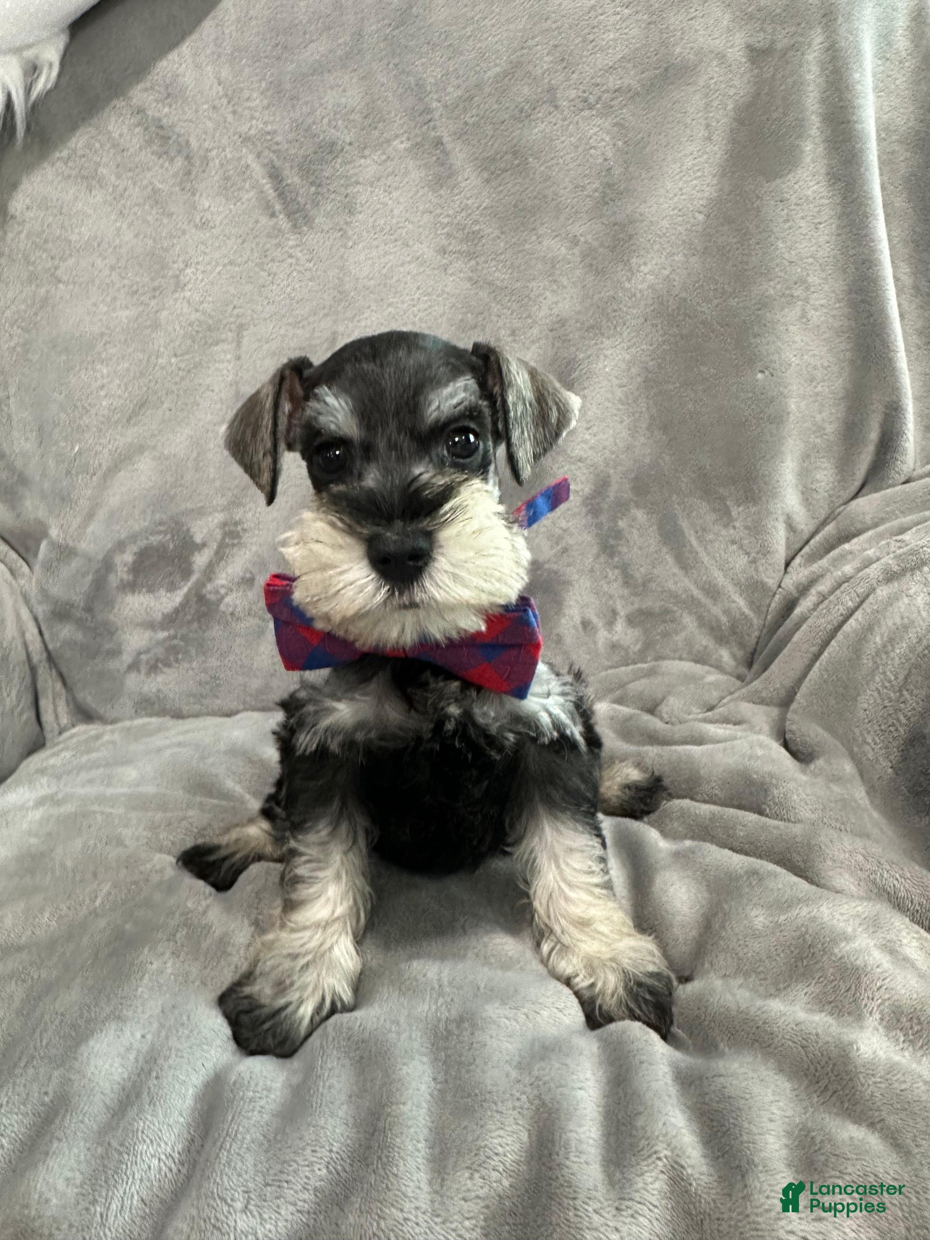 Miniature Schnauzer dogs Tinsel - Ad 7