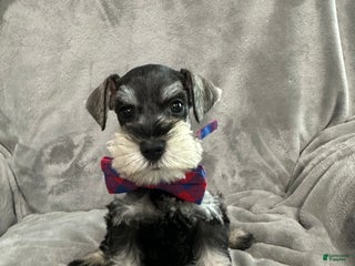 Miniature Schnauzer dogs Tinsel - Ad 8
