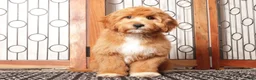 Cavapoo dogs for sale: Moris - Ad 4