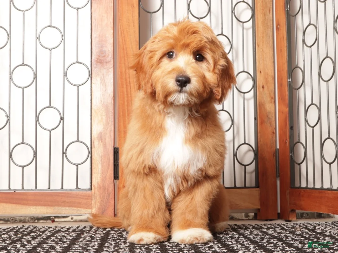 Cavapoo dogs for sale: Moris - Ad 4