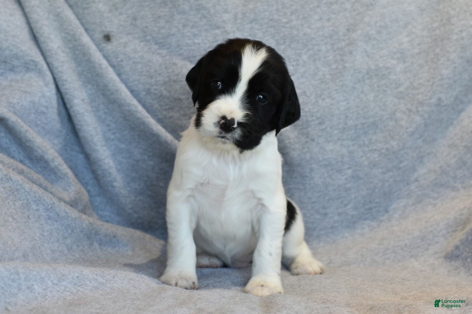 English Springer Spaniel dogs Drake - Ad 40