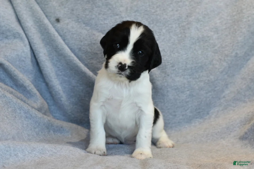 English Springer Spaniel dogs for sale: Drake - Ad 1