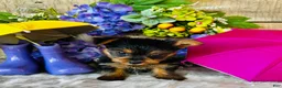 Yorkshire Terrier dogs for sale: GiGi - Ad 2
