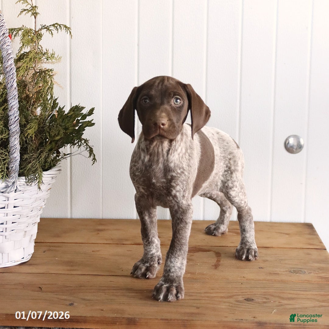 German Shorthaired Pointer dogs for sale: Liberty - Ad 3