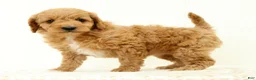 Mini Goldendoodle dogs for sale: Lilly - Ad 1