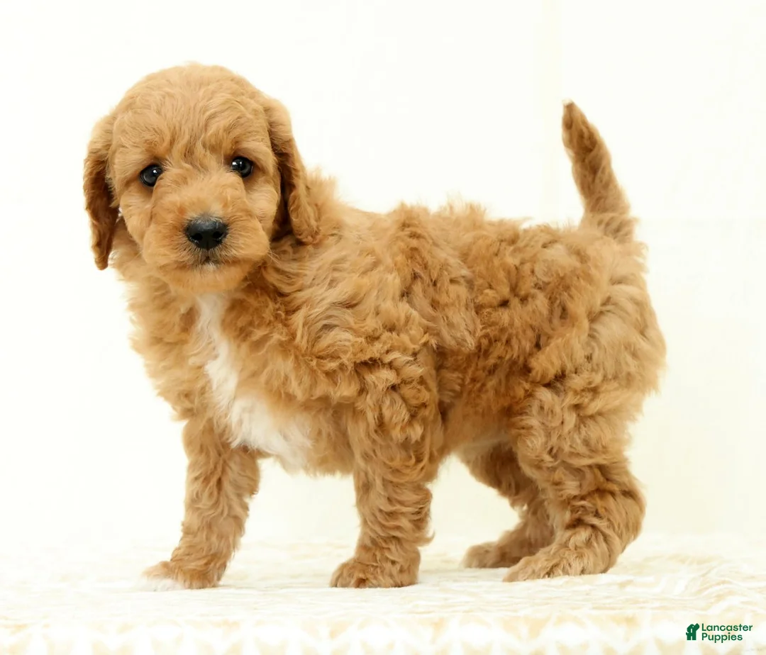 Mini Goldendoodle dogs for sale: Lilly - Ad 1
