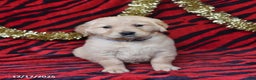 Golden Retriever dogs for sale: Rose  - Ad 4