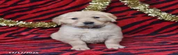 Golden Retriever dogs for sale: Rose  - Ad 4