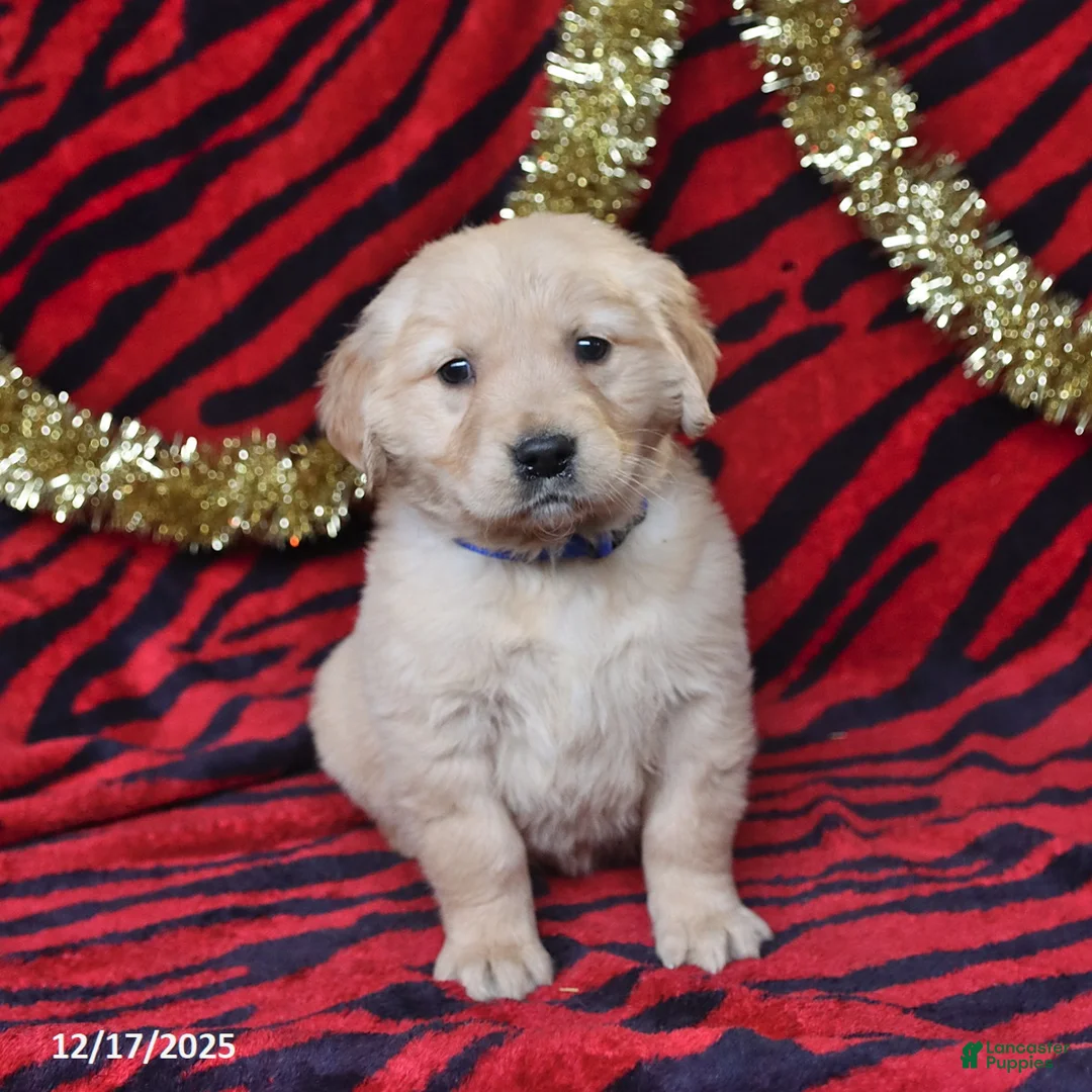 Golden Retriever dogs for sale: Rose  - Ad 4