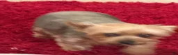 Yorkshire Terrier dogs for sale: Loowey - Ad 3