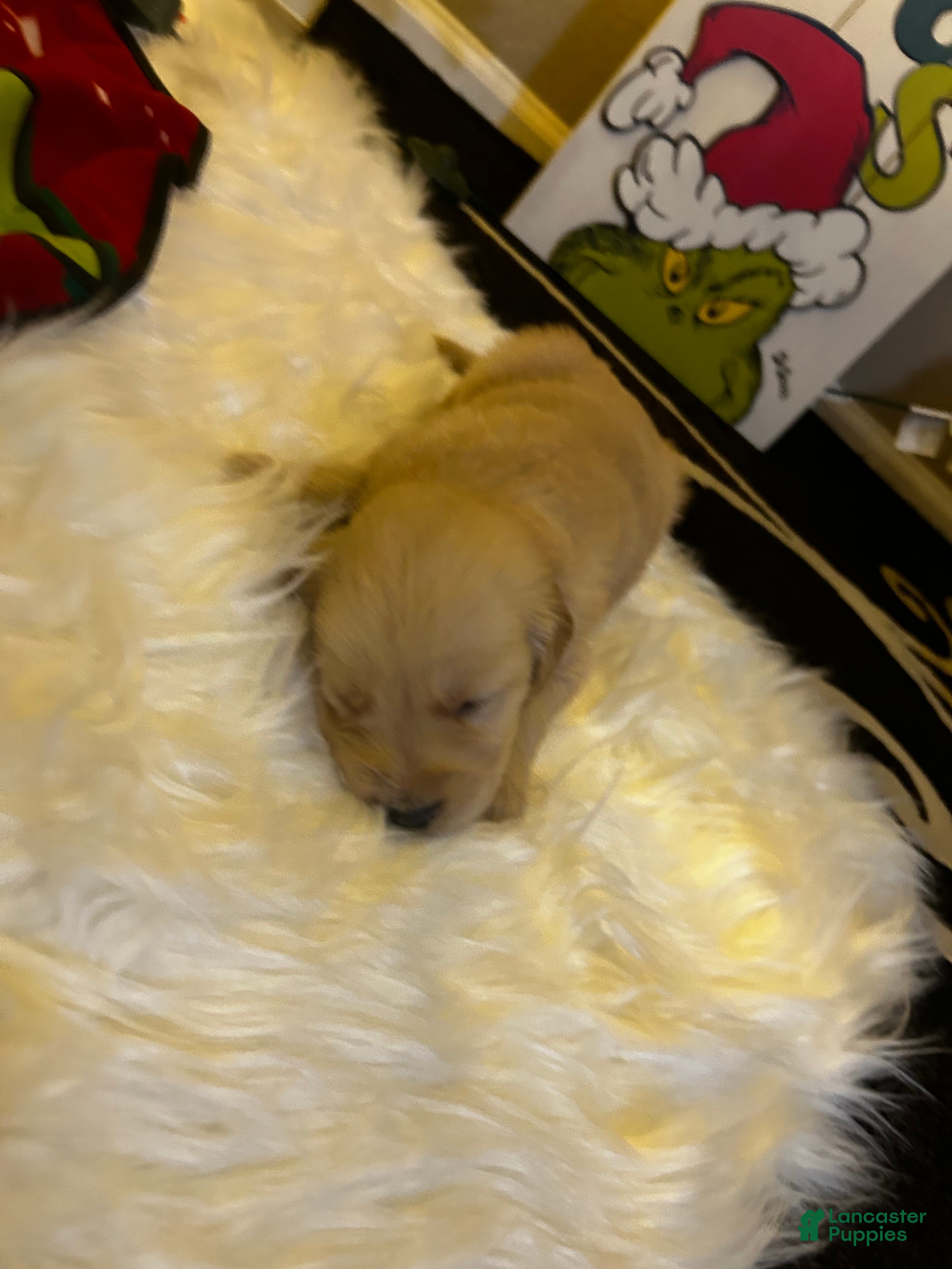 Golden Retriever dogs Dull green - Ad 25