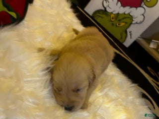 Golden Retriever dogs Dull green - Ad 16