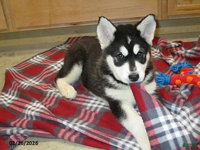 Alaskan Malamute dogs Shadow - Ad 2