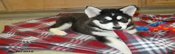 Alaskan Malamute dogs for sale: Shadow - Ad 4