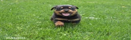Rottweiler dogs for sale: Roscoe - Ad 5