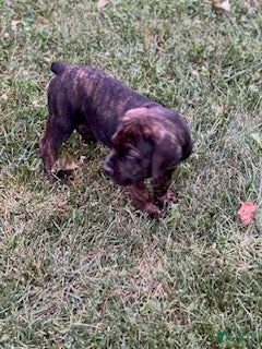 Cane Corso dogs Moses 659 - Ad 2