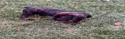 Cane Corso dogs for sale: Moses 659 - Ad 2