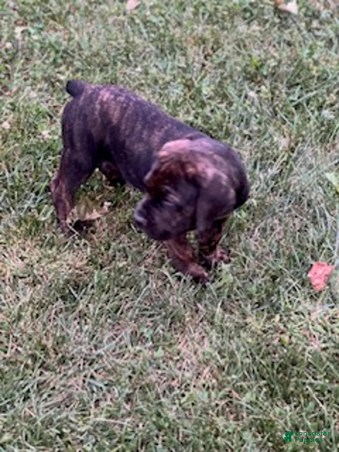 Cane Corso dogs for sale: Moses 659 - Ad 2