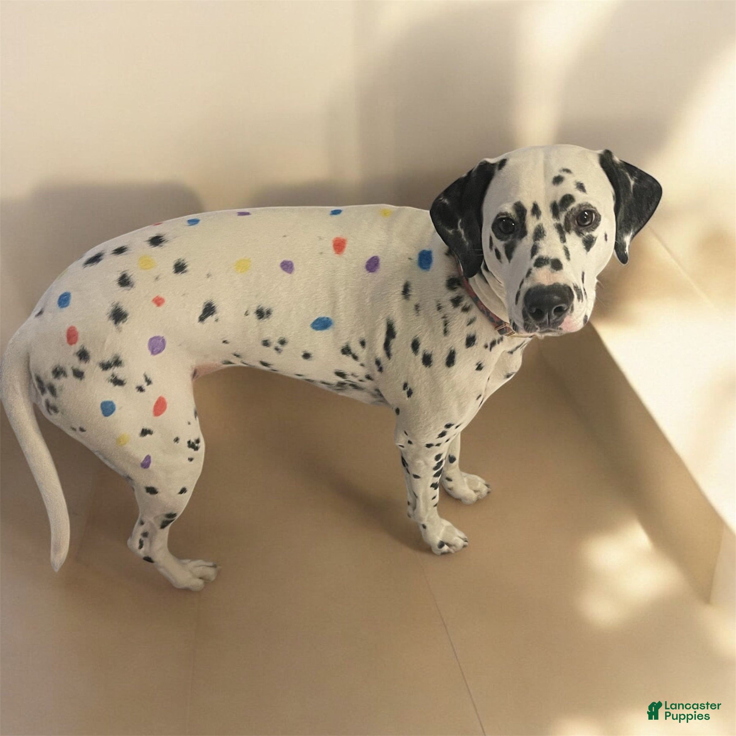 Dalmatian dogs Dream- Adult - Ad 13