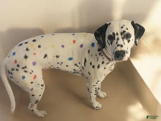 Dalmatian dogs Dream- Adult - Ad 4