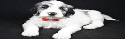 Sheepadoodle dogs for sale: Milo - Ad 2