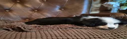 Toy Australian Shepherd dogs for sale: Toy Australian Shepherd 1 - Ad 3