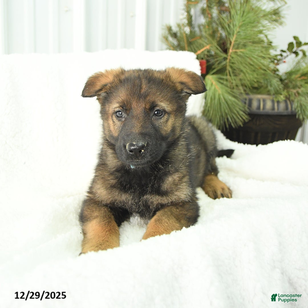 German Shepherd dogs for sale: Donna - Ad 2
