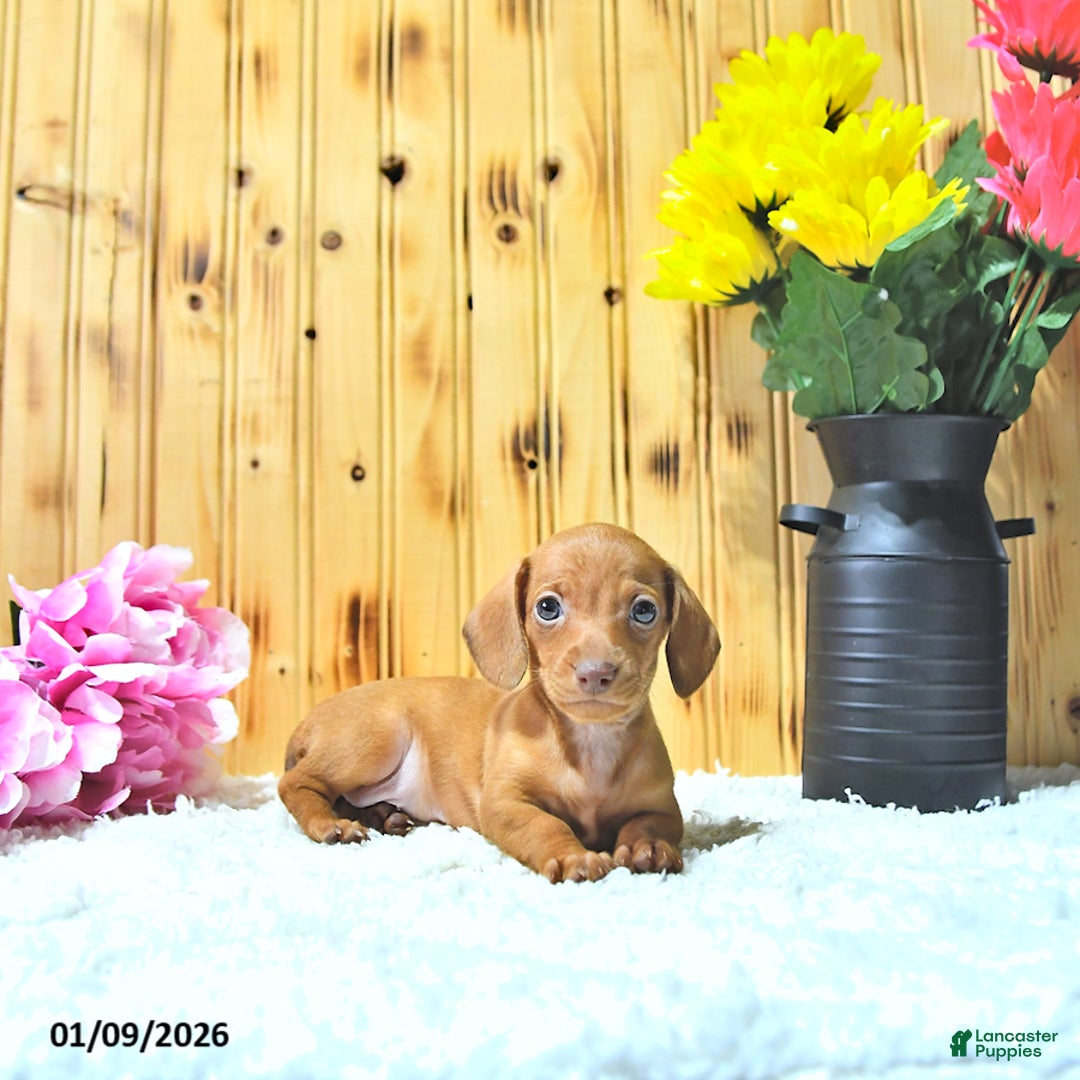 Miniature Dachshund dogs for sale: Mindy - Ad 4