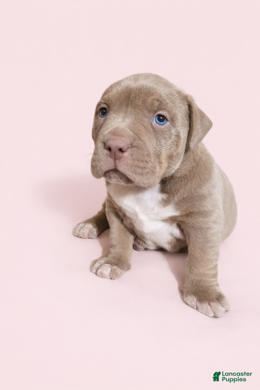 American Bully dogs Lilac Girl - Ad 1