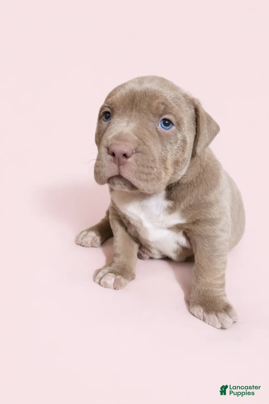 American Bully dogs for sale: Lilac Girl - Ad 1