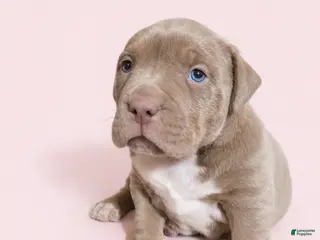 American Bully dogs for sale: Lilac Girl - Ad 3