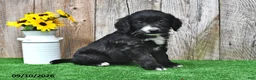 Mini Aussiedoodle dogs for sale: Jasper - Ad 1