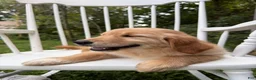 Golden Retriever dogs for sale: Duke - Ad 22