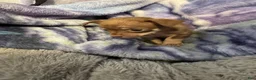 Chihuahua dogs for sale: Chihuahua Puppy 1 - Ad 3