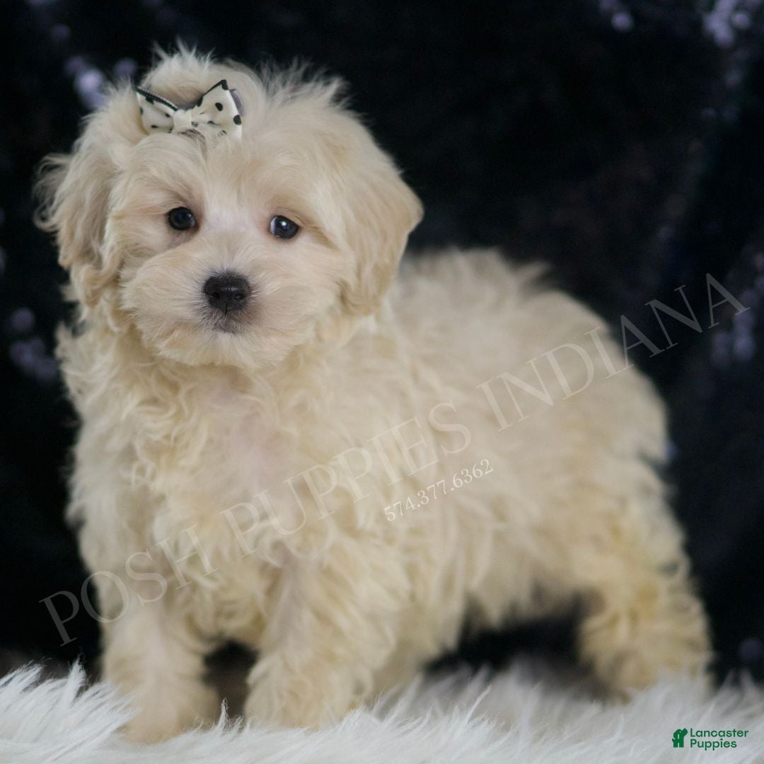 Maltipoo litter of puppies for sale in Warsaw Lancaster Puppies