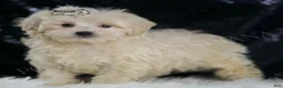 Maltipoo dogs for sale: Pikachu - Ad 1
