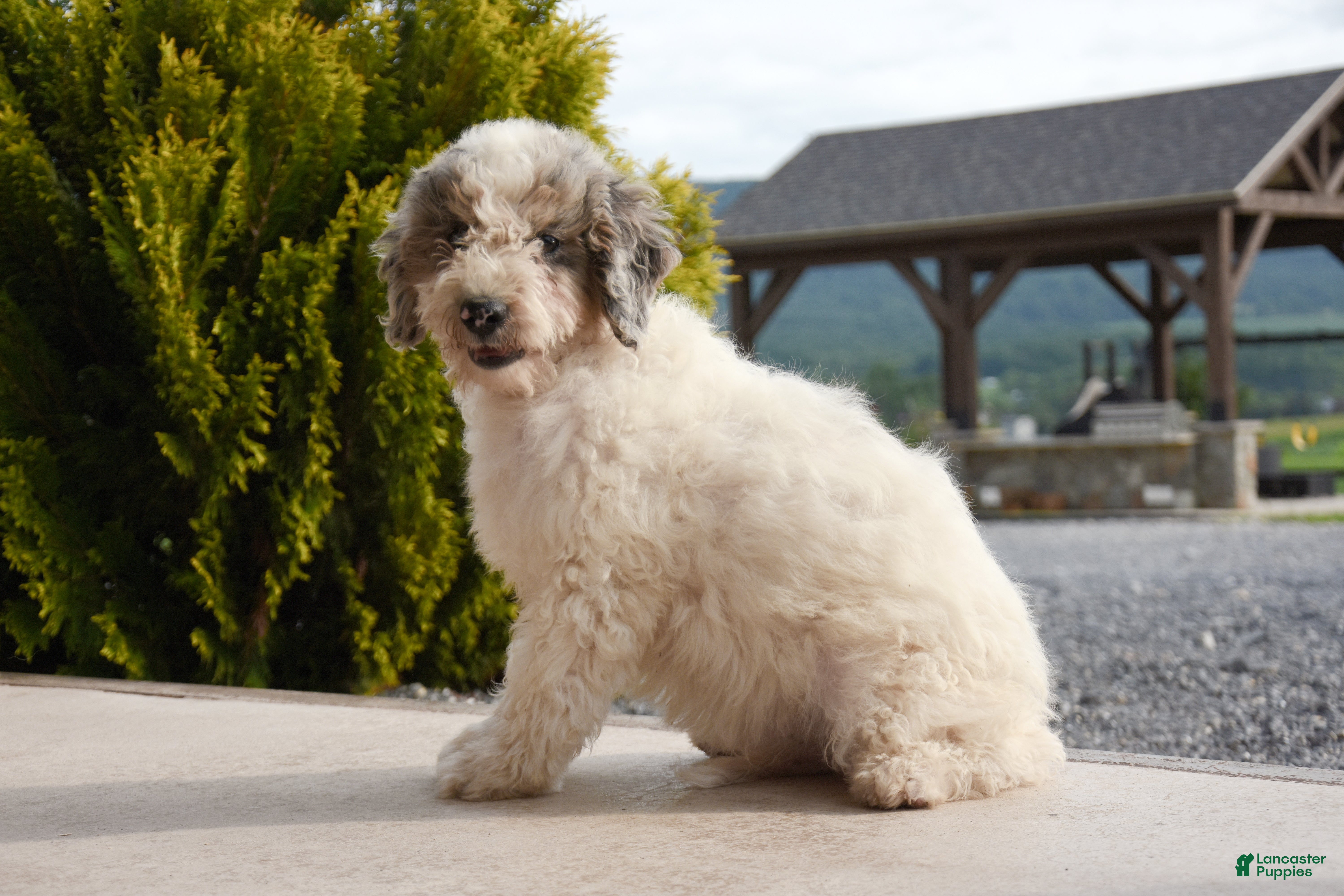 Mini Goldendoodle dogs Atlas - Ad 1