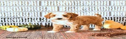 Mini Goldendoodle dogs for sale: Ginger - Ad 2