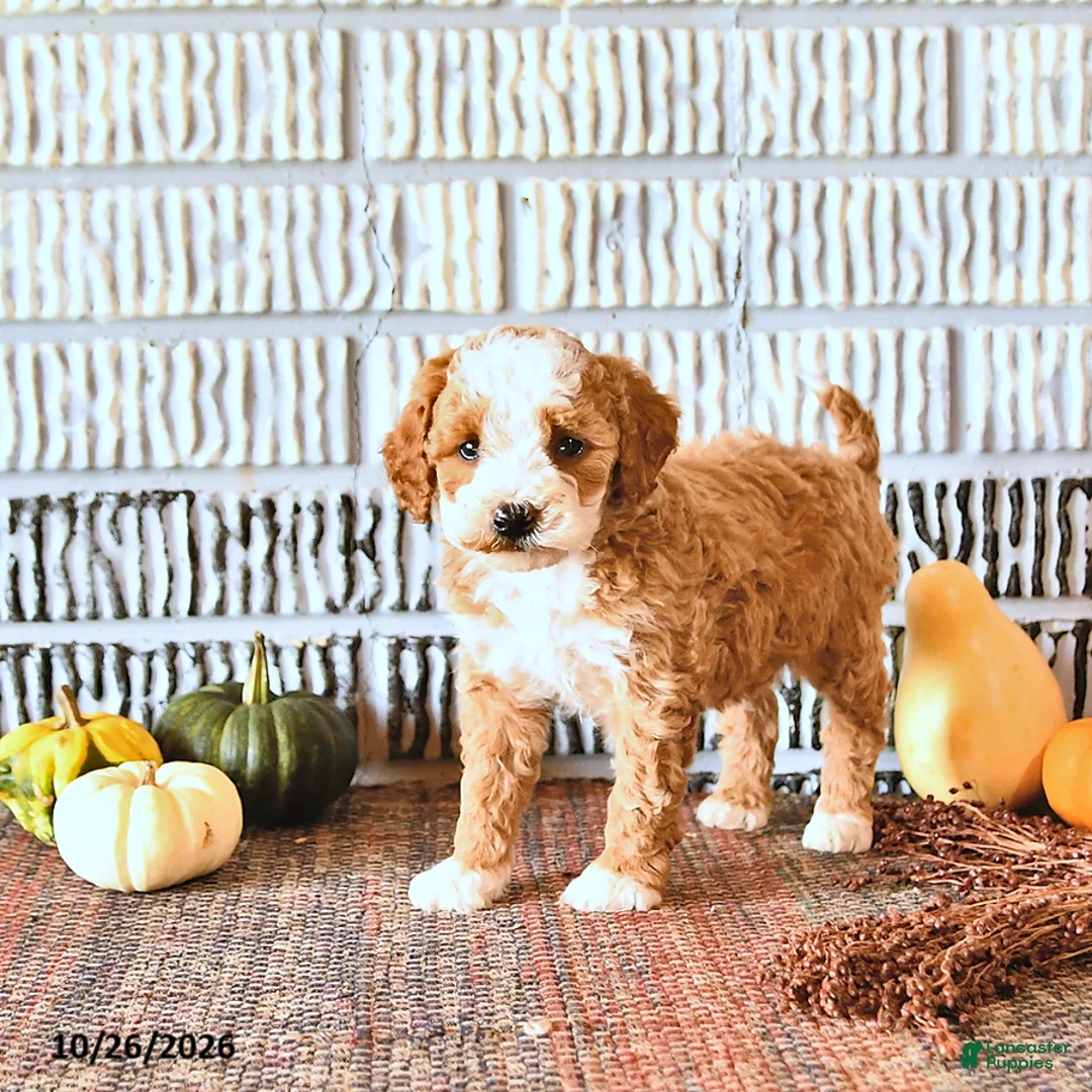 Mini Goldendoodle dogs for sale: Ginger - Ad 2