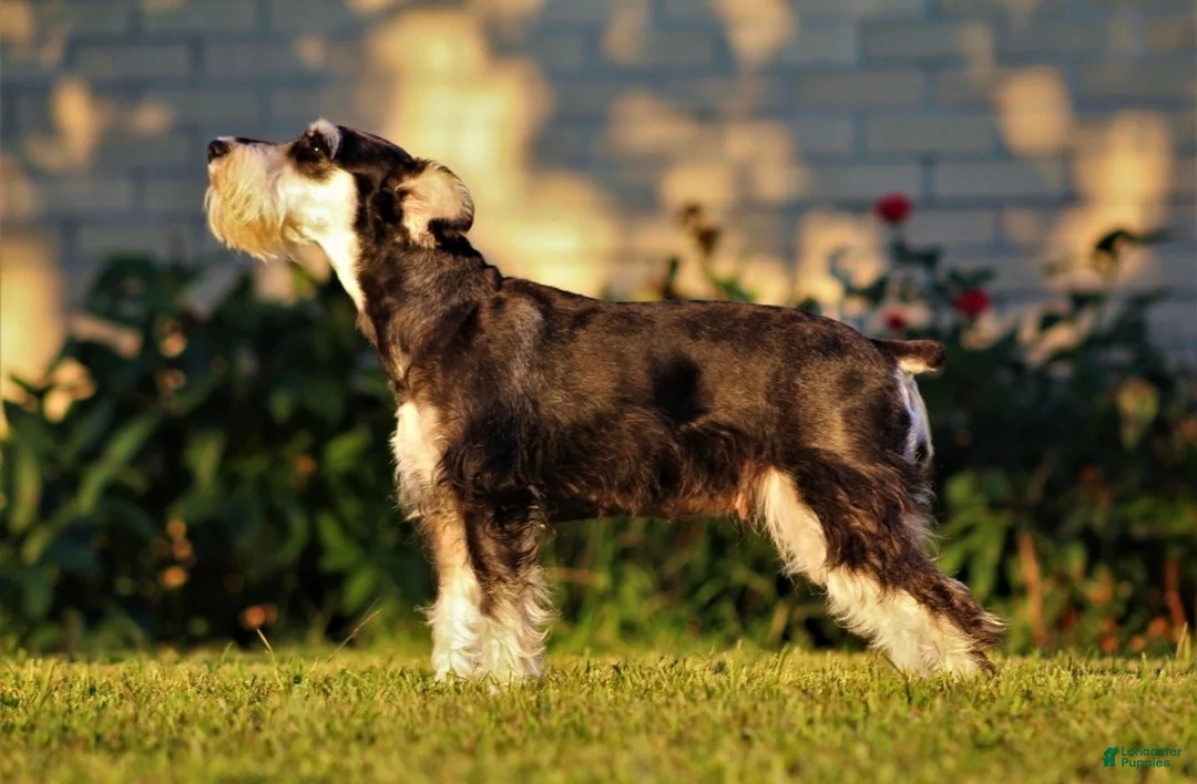 Miniature Schnauzer dogs for sale: Stetson  - Ad 8