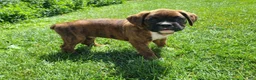 Boxer dogs for sale: Hunk - Ad 3