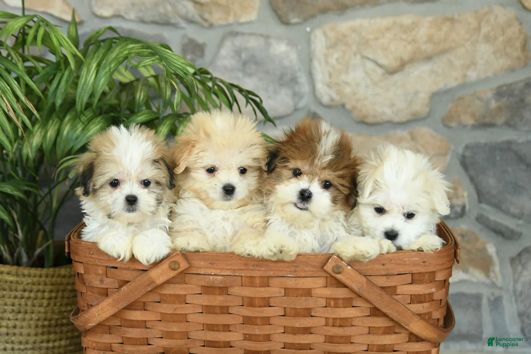 Teddy Bear dogs for sale: Tessa - Ad 5