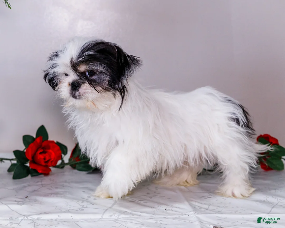 Shih Tzu dogs for sale: Lanceton - Ad 5