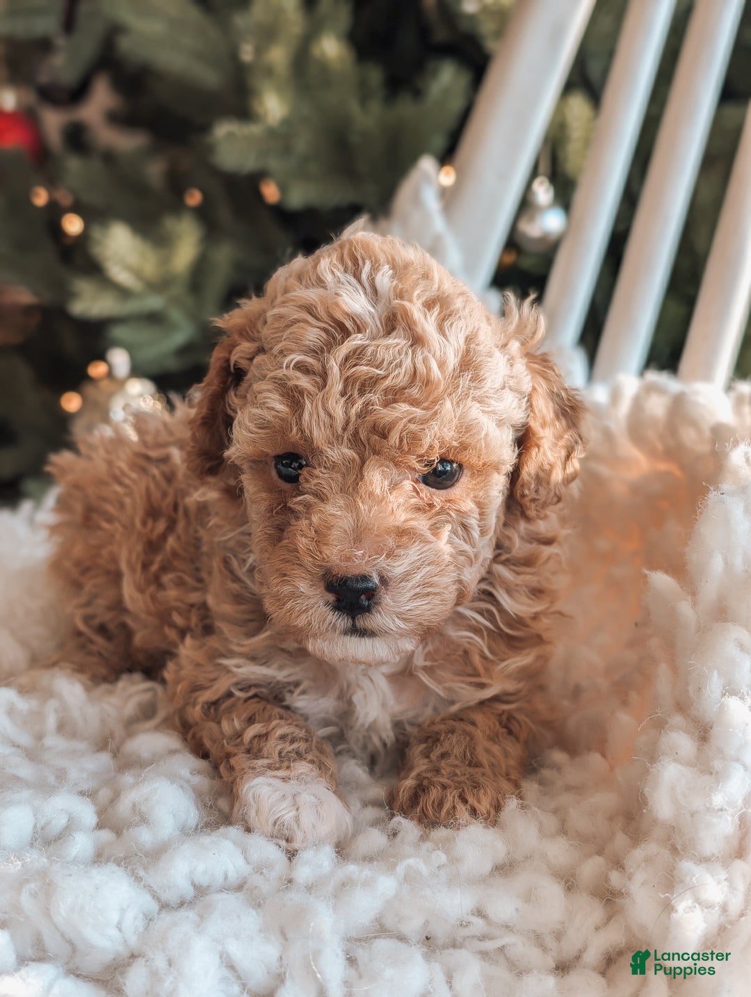 Toy Poodle dogs for sale: Nick - Ad 1